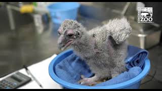 3 Week Old Eagle Owl Chick Feeding - Cincinnati Zoo