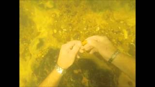 Shark Tooth Hunting