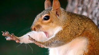 THE SQUIRREL the red squirrel