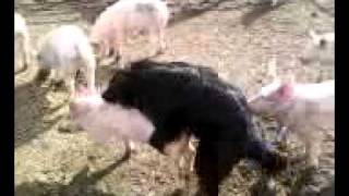 dog humping pig