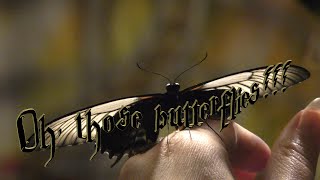 Oh, these butterflies... Video - Alexander Travin/ arTzAL March 8, 2021
