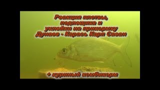 Реакция плотвы, подлещика и уклейки на прикормку Dunaev - Карась,Карп,Сазан. Подводная съемка!