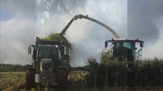 Mazie Harvest Devon 2019 Hutchings Part 1