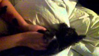 Ewok documentaries vol. 2 - Horrible Monster Gets Kisses