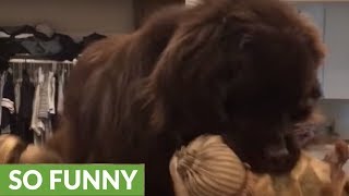 Little girl challenges giant Newfoundland to wrestling match