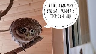 Чем ещё можно кормить птиц зимой? Немного зимних хлопот, пока сова Ёль дома следит за кошкой