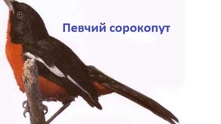 Пение птиц - Певчий сорокопут