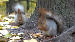 Две голодные белки / Two hungry squirrels
