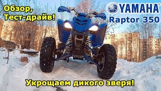 Yamaha Raptor 350, обзор и тест-драйв квадроцикла. Укрощаем дикого зверя!  Скийоринг.