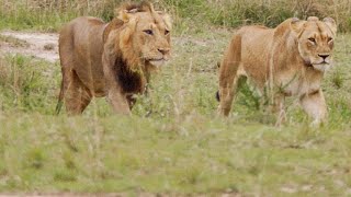 This Lion Couple Mates Over 100 Times a Day