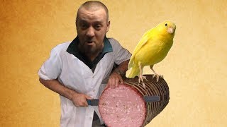 АНЕКДОТ КОЛБАСНЫЙ ШУЛЕР или канареечная колбаса | Денис Пошлый