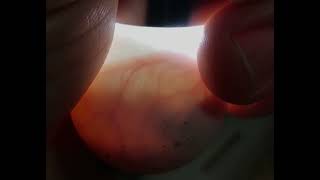 Mata mata turtle egg candling - Cincinnati Zoo #shorts