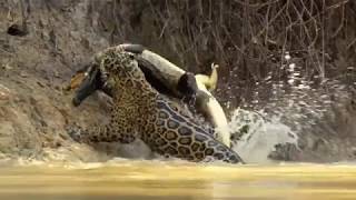 Jaguar vs croco combat à mort!!! incroyable!!