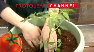 鉢・プランターを使ったトマトの育て方