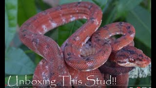 Episode 87 - I Just Got This Stud!!!