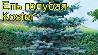Ель голубая Костер. Краткий обзор, описание характеристик, где купить саженцы picea pungens Koster