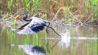 Canon 7D high speed continuous shooting