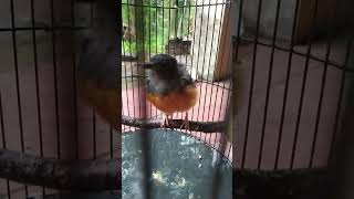 murai yg dikira jantan hasilnya betina #trotolan #burung #trotol #murai