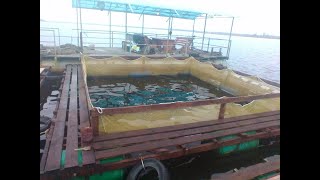 Какие садки для выращивания осетра мы используем. #выращиваниеосетра, #садковаяферма, #саратов.