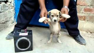 Perro bailando reggaeton xd