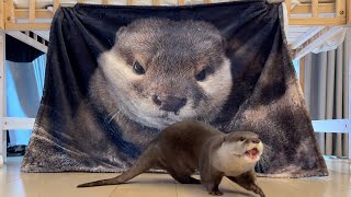 カワウソさくらそっくりブランケットと2024年カレンダーを本人がご紹介！ Otter Sakura look-alike blanket and 2024 calendar
