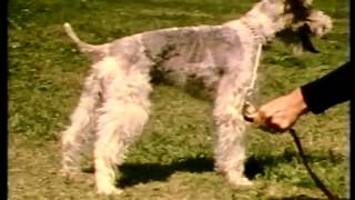 AKC Video Series - Dog Steps