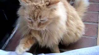 Cat Likes to Pet and be Petted