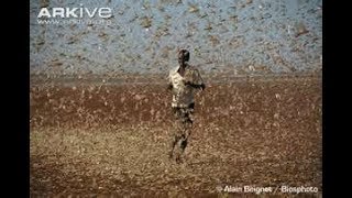 ‘Biblical’ LOCUST SWARMS & Biting FLIES ravage EAST AFRICA, Millions Threatened 1.31.20
