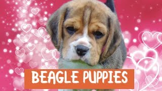 MATZY ONTMOET NEEFJES&NICHTJES ?  | DierenpraatTV
