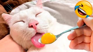 Funniest Animals 2022: Cute Dogs and Cats!