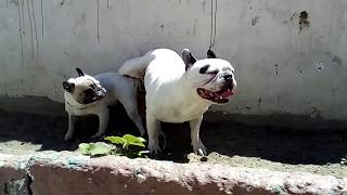 BLONDI Y PUMBA BULLDOG FRANCES 15/05/2018