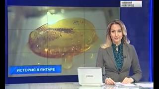 Насекомые в янтаре. Нижегородский Кремль. 2016г. Вести Россия 1