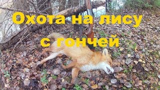 Охота на лису с гончей 2018г. || Новый день - новая Охота