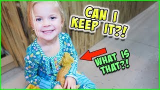 WE GET A REAL BEARDED DRAGON!!