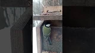 Хитроумная синица / The Cunning tit