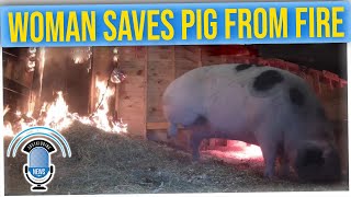 Woman Watching Live Stream of Pregnant Pig Saves Its Life When Barn Catches Fire
