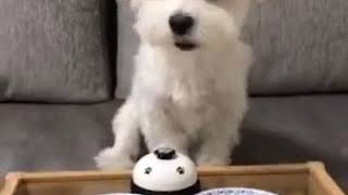 The dog provides service as soon as the bell is shovel