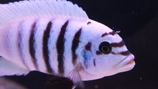 African Cichlid Species - Metriaclima sp. "Zebra Chilumba" (Maison Reef) Part 3