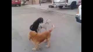 Perros gays trio