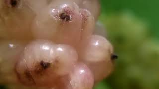 Белая Шелковица — Mulberry, макро видео увеличение 10 раз зум 10Х