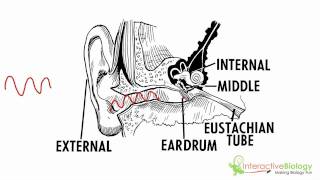 036 An Overview of the Mechanism of Hearing