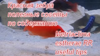 Красная зебра полезные советы по содержанию