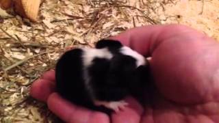 Meerschweinchen Baby Ted hat keine Angst
