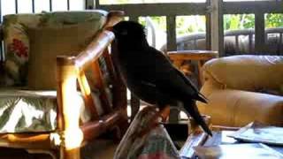 Be right back; Amazing talking Mynah "Kaleo"