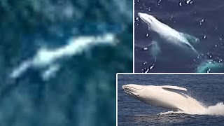 南極海の巨大UMAニンゲン！ グーグルアースで発見！ 本当に実在するUMA？