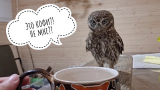 Кофи с совой! Тихие сычиные хулиганства. Лучик делает, потому что может
