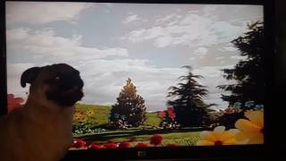 Teletubbies the Lion and the Bear and the Pug