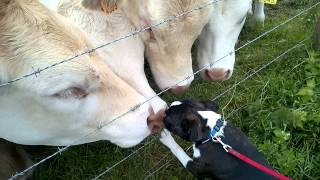 Boston Terrier loves cows (and they love him)