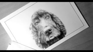 Rocky - A Ballpoint Pen Drawing | GARETH EDWARDS