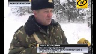 Cезон охоты